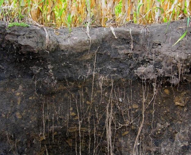 Soil carbon profile